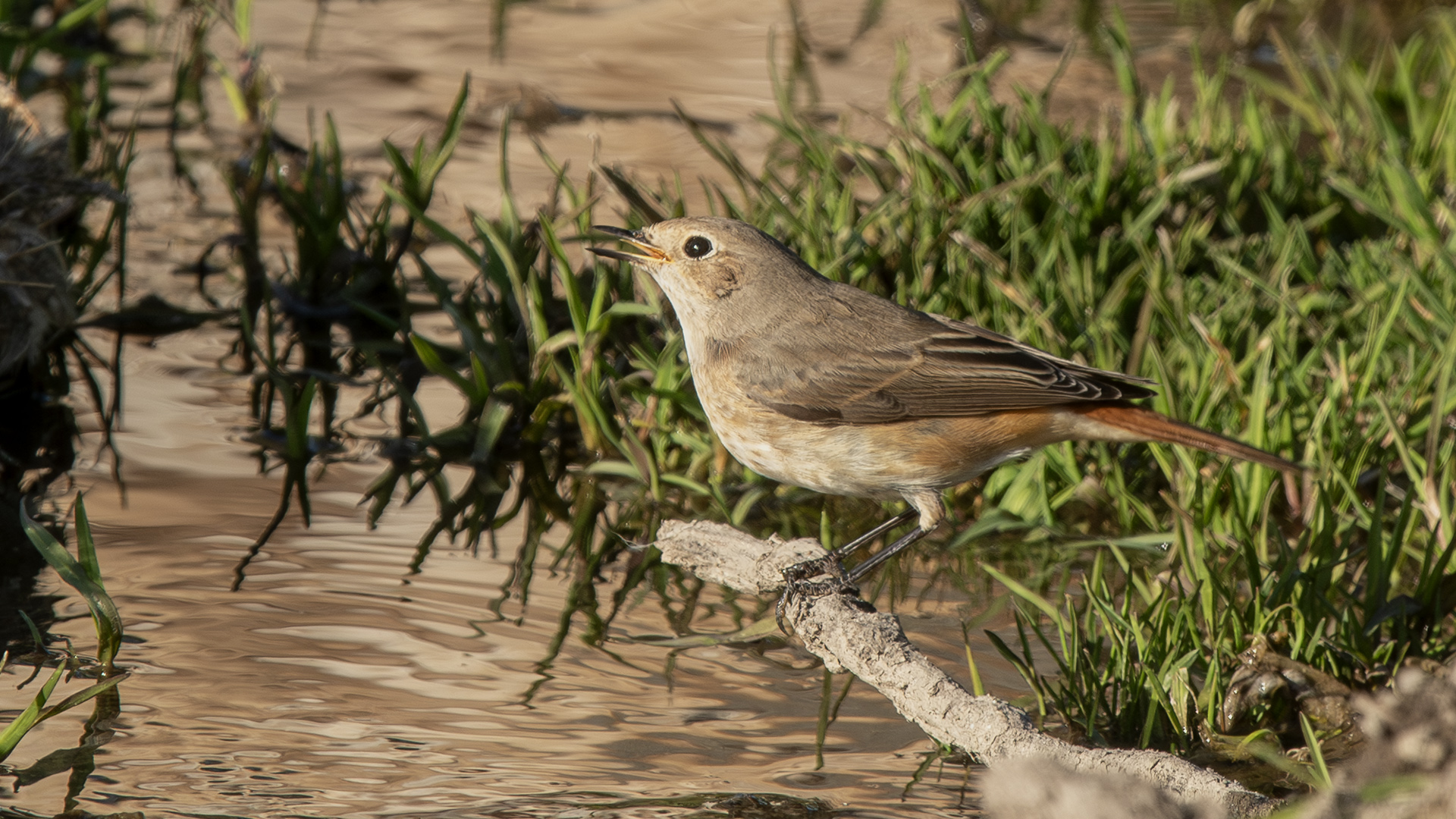 Common Redstart